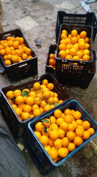 Mandarin from 파키스탄 supplied by Amin & Sons - Orange 신선 만다린