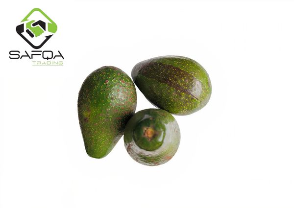 Avocado from Ethiopia supplied by Safqa Trading - Fresh (=Chilled) Fresh Avocado
