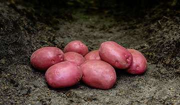 Fresh Seed Potato from 독일 supplied by DANESPO GMBH & CO. KG - Hermes 씨감자