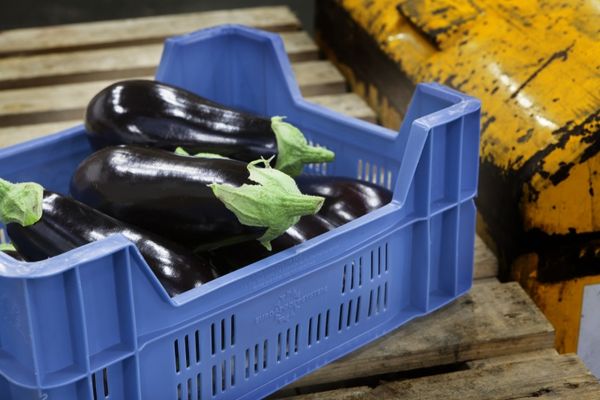 Eggplant from Belgium supplied by Gerdo - Purple (=Violet) Eggplant