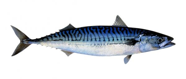 Frozen Mackerel from 노르웨이 supplied by SJØVIK SEAFOOD AS - 판지 상자 냉동 고등어