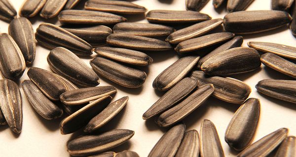 Sunflower Seed from 미국 supplied by CHS Sunflower - Shelled 해바라기 씨