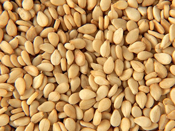 Natural Sesame Seed from 인도 supplied by ORGANIC PRODUCTS INDIA - Veeral Agro Tech - Unhulled 참깨