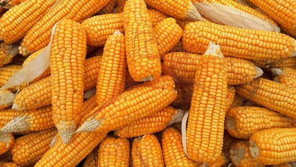 Corn from Germany supplied by Oettersdorfer AG - Whole Maize (Corn)