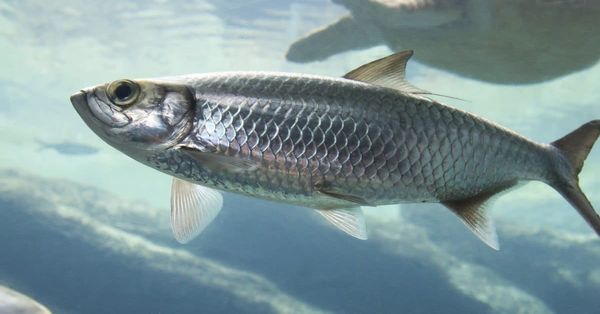 Fresh Herring from United Kingdom supplied by Braehead (SFO Enterprises) Ltd - Skin On Herring