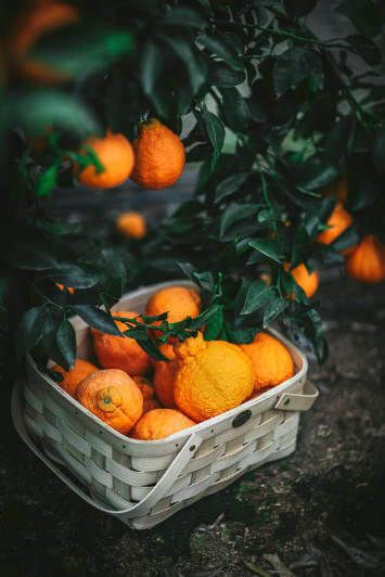 Fresh Minneola from 미국 supplied by Suntreat Packing & Shipping - Orange 신선 감귤류 혼종