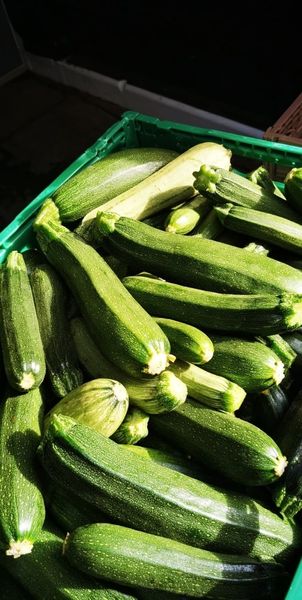 Fresh Organic Zucchini from 독일 supplied by Organic Farm Liane Scharf - Green 신선 주키니