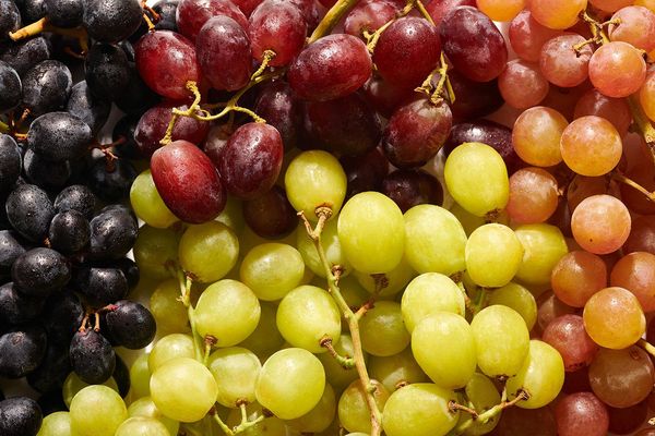 Fresh Grapes from South Africa supplied by SAFE Farm Exports - Seedless Fresh Grape
