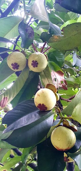 Mangosteen from 인도네시아 supplied by FreshIdn - Red 신선 망고스틴