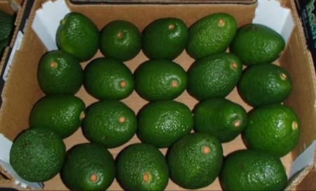 Hass Avocados from 케냐 supplied by Ameer Trading Limited - Excellent Quality 신선 아보카도