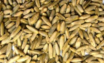 Rye from 카자흐스탄 supplied by Eurasia Agro - Organic 호밀