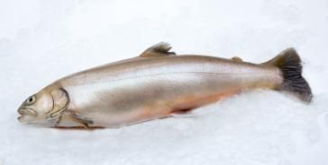 Arctic Char from 아이슬란드 supplied by Klausturbleikja Farm - FISHPRODUCTS ICELAND - With Bone 냉동 북극 곤들매기