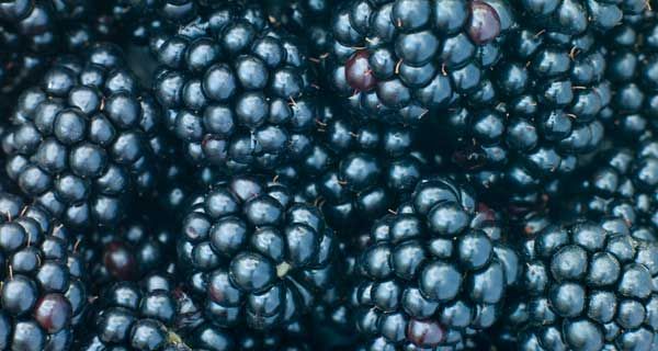 Blackberries from 칠레 supplied by Sun Belle Inc. - Black 신선 블랙베리