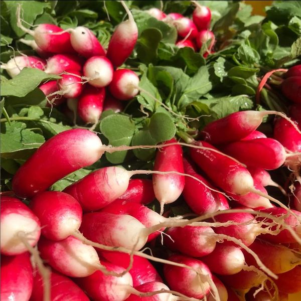 fresh radishes from United States supplied by Savoie Organic Farm - Washed Radish