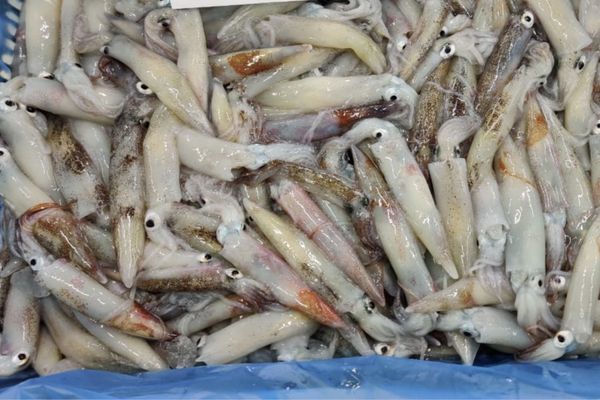 Fresh Loligo Squid from 멕시코 supplied by PROCESOS Y CULTIVOS MARINOS, S.A. DE C.V. - California Squid (=Loligo opalescens=California Market Squid) 냉동 오징어