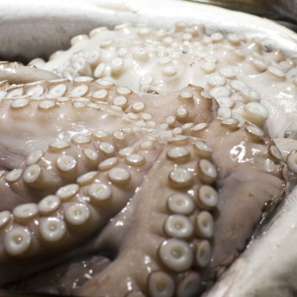 Octopus from 그리스 supplied by Genfroco Ltd - Whole 냉동 문어