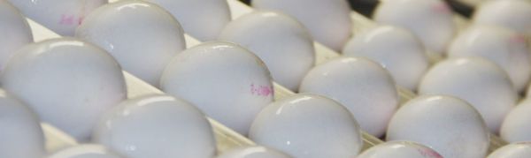 Chicken Egg from 네덜란드 supplied by Wulro B.V. - Table Egg 달걀