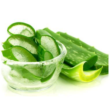 Aloe-Vera Plant from 남아프리카공화국 supplied by Malaneuns - 알로에베라