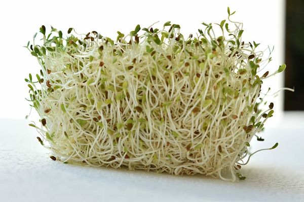 alfalfa from 이집트 supplied by Rawag for industry and trade - 알팔파