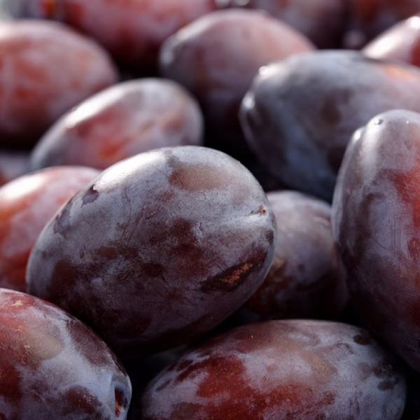 Fresh Plum from 독일 supplied by BB Brandenburger Obst GmbH - Plum - Herman 신선 자두