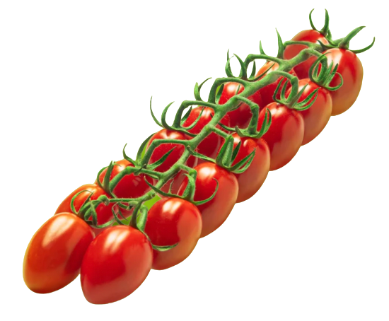 Red Desire Tomatoes from Netherlands supplied by Red Star - Premium Quality Fresh Tomato