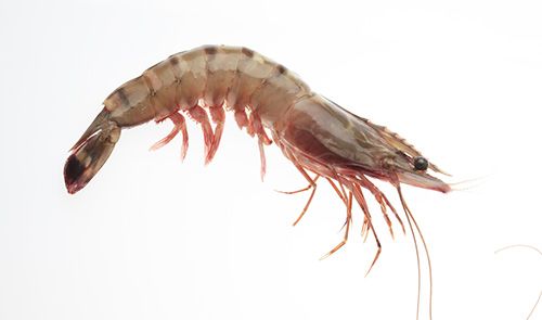 Black Tiger Shrimp from India supplied by Baby Marine Ventures - Farmed (=Captive Bred=Cultured) Frozen Common Shrimp & Prawn