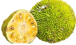 Jackfruit from 도미니카공화국 supplied by Carvexco - Yellow Flesh 잭프루트