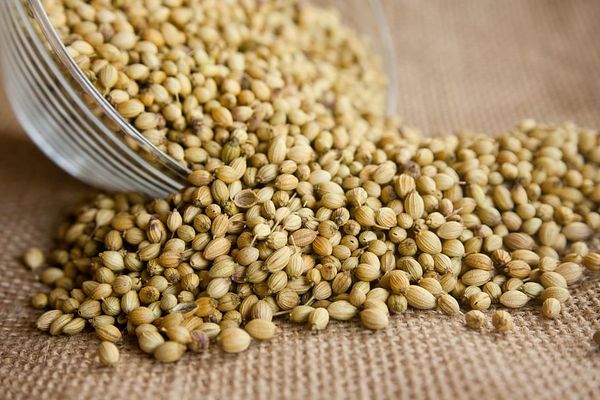 Coriander Seeds from Egypt supplied by Pharaohs Herbs - Coriander