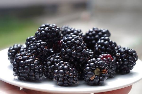 Blackberry from 영국 supplied by Angus Soft Fruits Ltd. - Black 신선 블랙베리