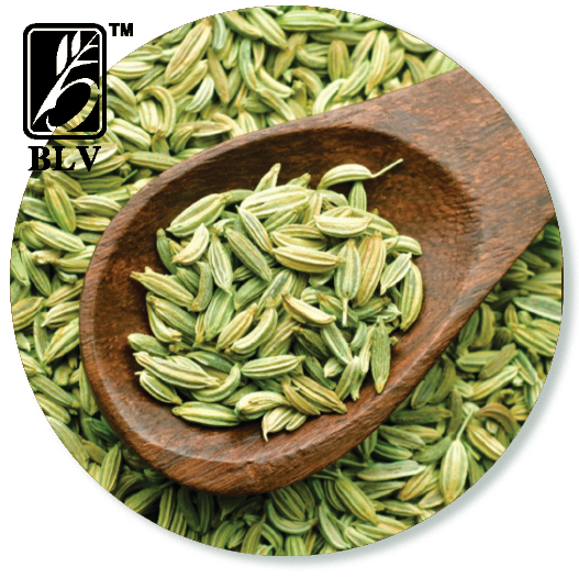 Fennel Seeds from 인도 supplied by Bhagwati Lacto Vegetarian Exports Pvt. Ltd. - PP Bags (50kg) 펜넬
