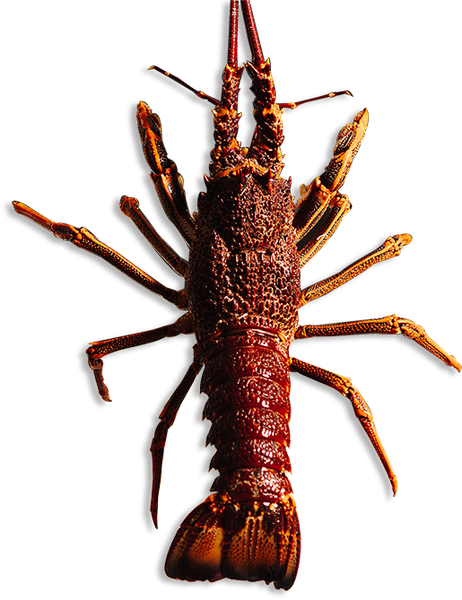 Fresh Rock Lobster from Australia supplied by Southern Rocklobster Limited - Rock Lobster Varieties Fresh Common Lobster