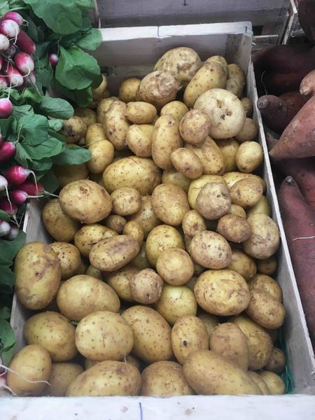 Potato from 프랑스 supplied by SARL LES SERRES DES ANGLOIS - With Skin 신선 일반 감자