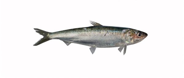 Frozen Sardine from Norway supplied by SJØVIK SEAFOOD AS - Carton Box (=Cardboard Box) Frozen Sardine