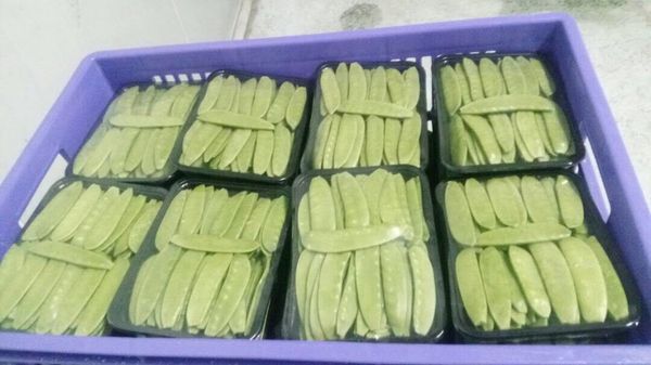 Fresh Whole Snowpea from 케냐 supplied by Urban Fresh Venture - Green 말린 일반 콩