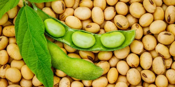 soybeans from 토고 supplied by FAZS M TRADING INTER - 일반 품질 대두