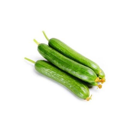Cucumber from China supplied by Dong Zhou Fengyuan Beijing Organic Agriculture Co., Ltd. - Green Fresh Cucumber