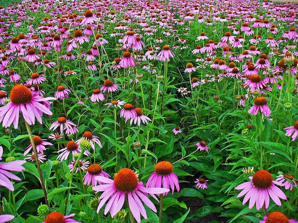 Echinacea from 이집트 supplied by Altayeb Company - Brown 허브 블렌드