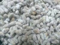 cotton seeds from Benin supplied by AFRICA GLOBAL TRADING SARL - Raw (=Natural) Cotton Seed