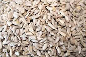 Sunflower Seed from 에티오피아 supplied by Sunlight Moon Trading PLC - Whole 해바라기 씨
