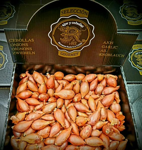Fresh Shallot from 스페인 supplied by Brothers Recio SAT 6300 - Fresh (=Chilled) 샬롯