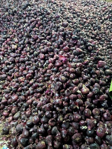 Fresh Red onion from Egypt supplied by Rajobeheer BV - Loose Fresh Onion