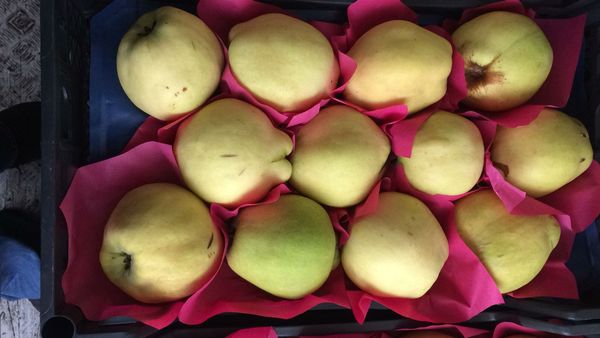 Quince from Turkiye supplied by Asy Naturel - Altin (=Altin Ayva) Quince