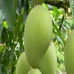 Elephant Mango from Vietnam supplied by Anh Duong Sao Co., Ltd. - Elephant (=Big green mango) Fresh Mango