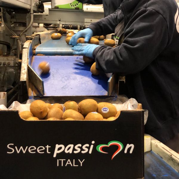 Fresh Whole Kiwifruit from Italy supplied by NATURA SOCIETÀ COOPERATIVA AGRICOLA - Green Fresh Kiwifruit
