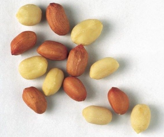 Oval Peanuts from 아르헨티나 supplied by Elbe Nutro Commodities GmbH - With skin 땅콩 알맹이