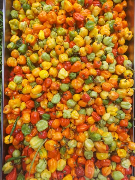 Fresh Hotpepper from Uganda supplied by La Kemp Farms Limited - Oval Capsicum