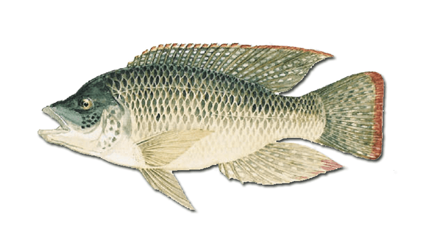 Mozambique Tilapia from South Africa supplied by Zini Fish Farms - >300-1000 g Frozen Tilapia