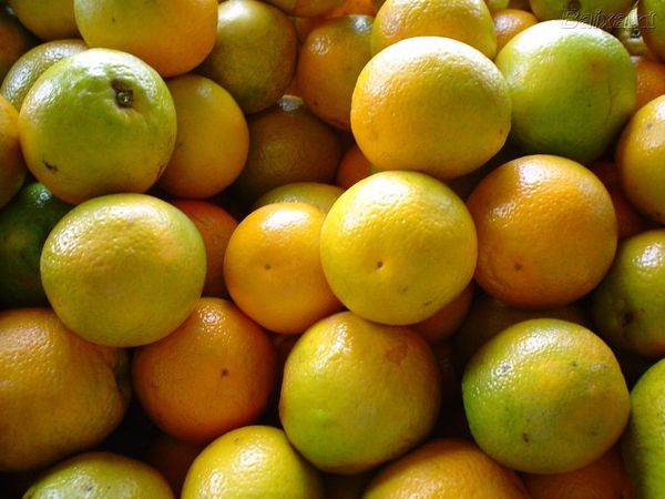 Orange (Pera) from Brazil supplied by Lima Citros - Sweet Orange - Pera Fresh Orange