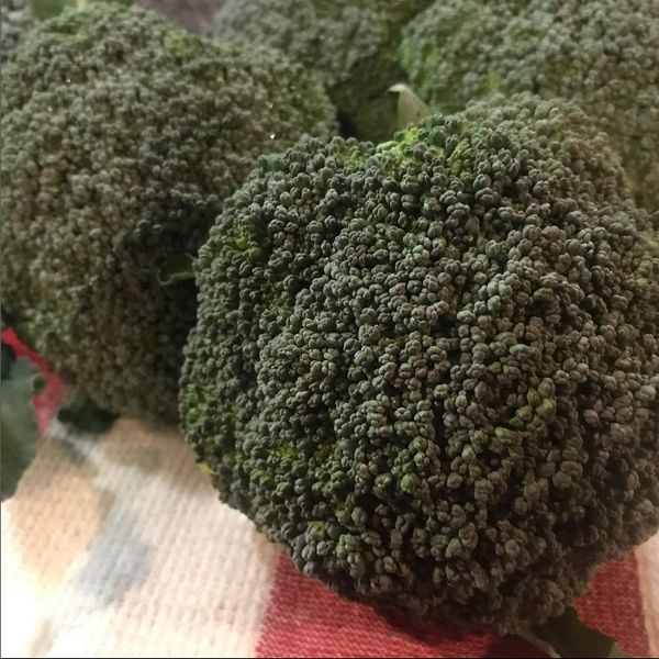 Broccoli from 미국 supplied by Savoie Organic Farm - 짙은 녹색 신선 브로콜리 꽃