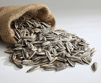 Sunflower Seed from 튀르키예 supplied by Pinar Kuruyemis - Unhulled 해바라기 씨